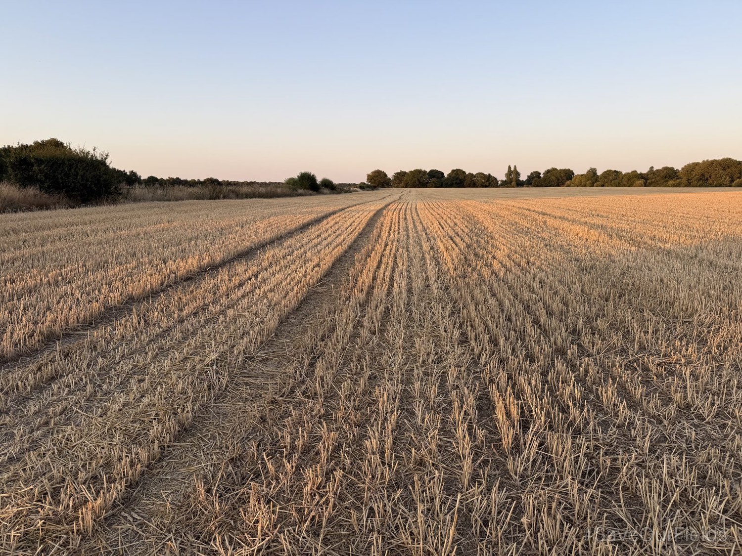 The meadow behind Abbots Road on an August evening